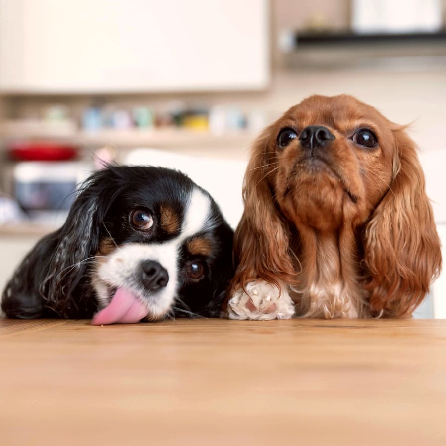 Veterinary Diagnostic Laboratory in Palmdale