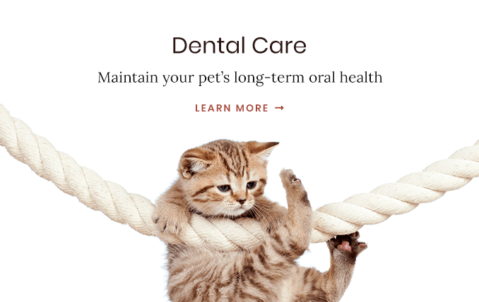 Dental Care for Pets